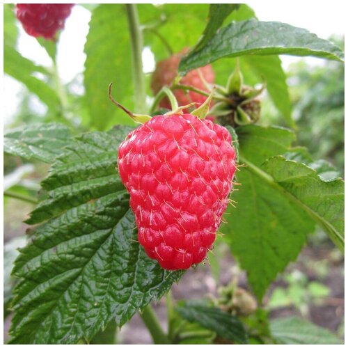 ������ ������ ������ ������ ������ ������� ������� ��������� 50 ��. ����