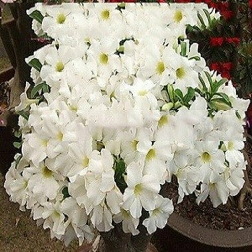 ������ ������ �������, Adenium Obesum Desert Rose White King, ����� ������, ������ ����