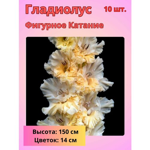 ������ ������ ��������� ��������������� �������� �������, �������� ���������� ����