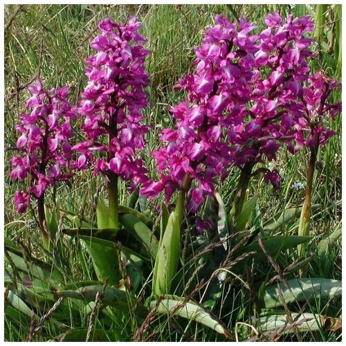 ������ ������ ������ ������ �������� ��������� 500 ��. ����