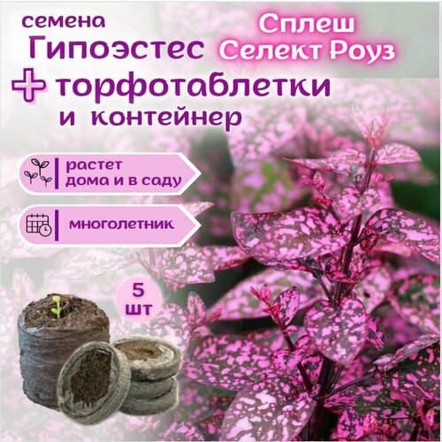 ������ ������ ��������� ������� ����� ������ ����, �������, ������ + �������� �������� Jiffy � �������, 5 �� ����