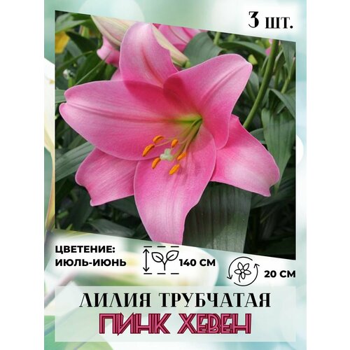 ������ ������ ����� ���������, �������� 3 ��. ����