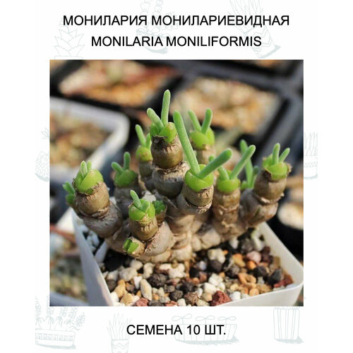 ������ ������ ��������� ������ 10 ��. ����