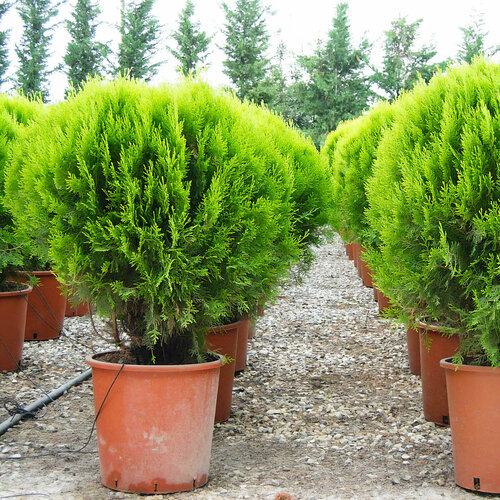 ������ ������ ��� ��������� ���� (�����), ������, 25 �� ����