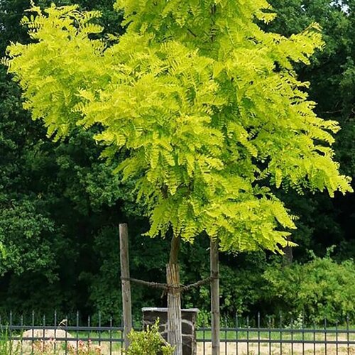 ������ ������ ����� ������ (������� ��������������) ��������, ������, 25 �� ����