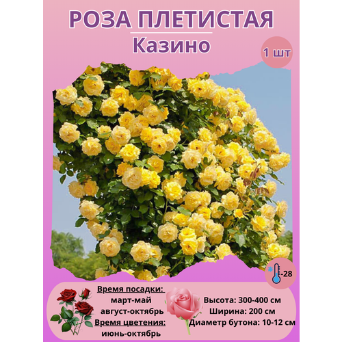 ������ ������ ���� ��������� ������, ����������� ����� ����