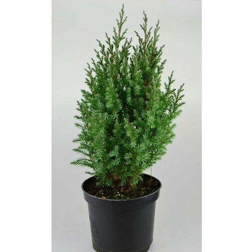 ������ ������ ������������ ��������� 