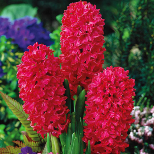 ������ ������ ������� SCARLET PEARL (4 ��������) ����