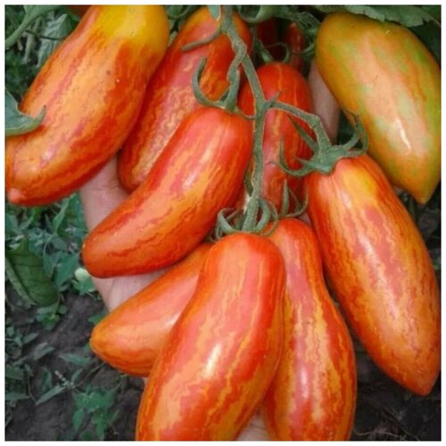 ������ ������ ������ ������ ����� �������� 10 ��. ����