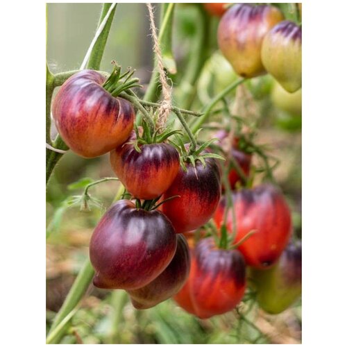 ������ ������ ������ ����� ������� ������ (Sgt Peppers), 10 ���� ����