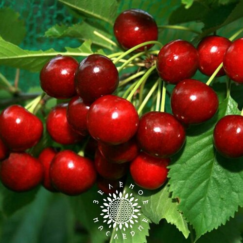 ������ ������ ������ ����� ������������ (���. Prunus cerasus) 15�� �� Green Legacy ����