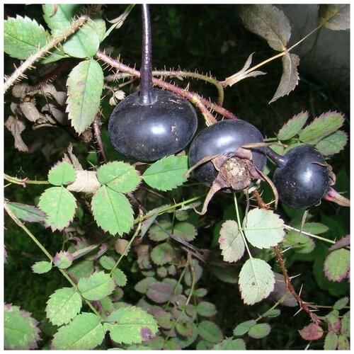 ������ ������ ������ ������ �������� ������ ������� 10 ��. ����