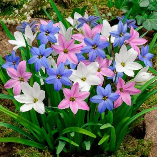 ������ ������ �������� ������, botanica garden, ������ ���� �������, ( 10 ���� ) ����