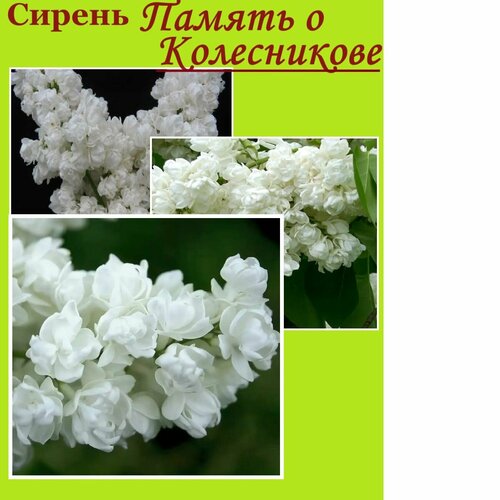 ������ ������ ������ ������ � ����������� ����