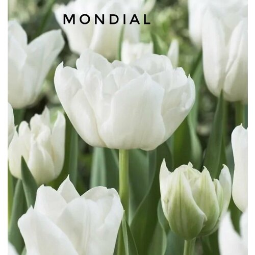 ������ ������ �������� ����������� , �������� ���� MONDIAL ����� (3 �����) ����