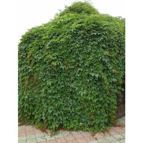 ������ ������ ������ �������� ������� ��������������� (Parthenocissus quinquefolia), 10 ���� ����