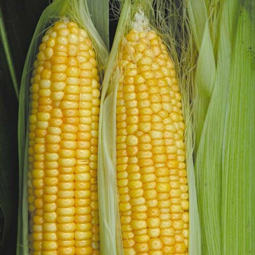 ������ ������ ������ �������� 