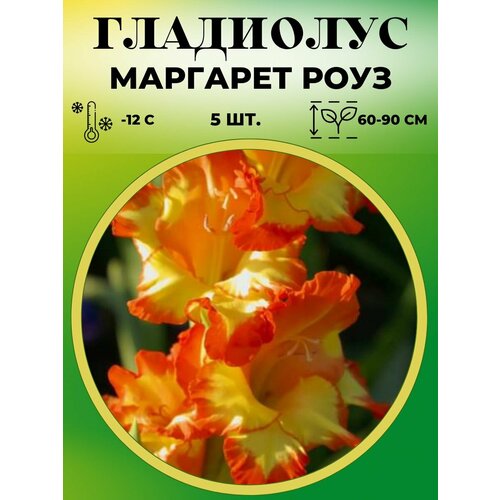 ������ ������ ��������� ��������������� �������� ���� 5 ���� ����