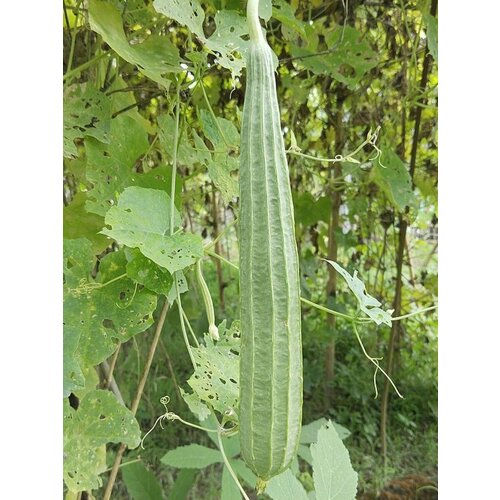 ������ ������ ������ ����� �������������� (Luffa acutangula), 5 ���� ����