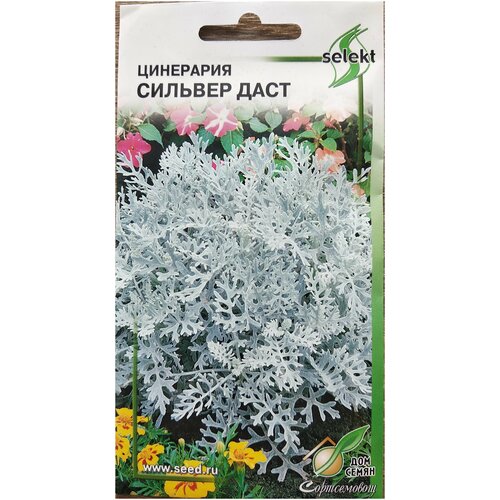 ������ ������ ��������� ������� ����, 15 ����� ����