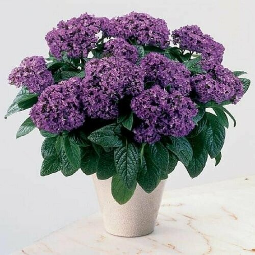 ������ ������ ���������, ������ ����