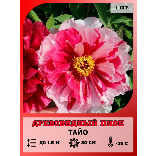 ������ ������ ���� ����������� ����, ������� 1 ����� ����