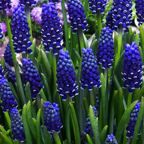 ������ ������ ������� DARK EYES (10 �������) ����