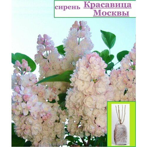 ������ ������ ������ ��������� ������ ����