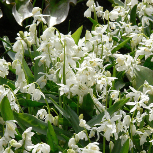 ������ ������ �������� ������, bulbs servise, ������ �������� ����� ����� ( 10 ���� ) ����