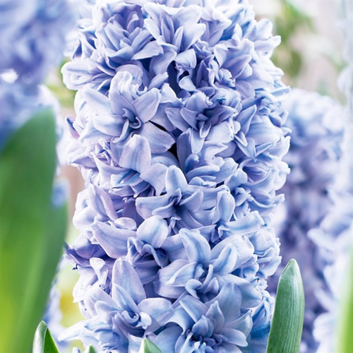 ������ ������ ������� �������� Blue Tango(2 ��������) ����