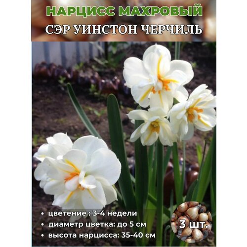 ������ ������ ������� ��������. �������� 3 ����� ����