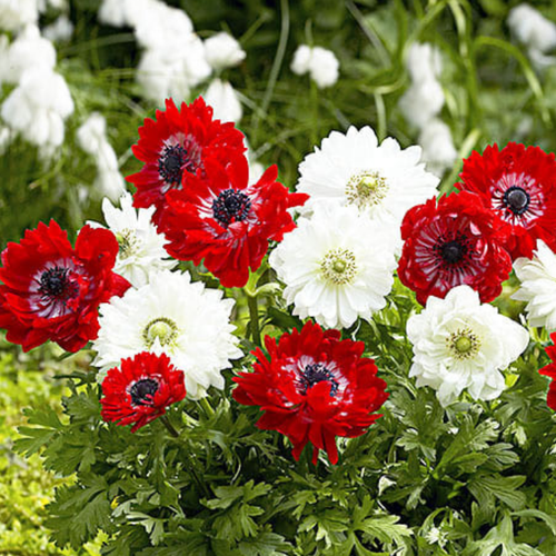 ������ ������ �������� ������ , ������ , �������� ������� RED AND WHITE ( 10 �� ) ����