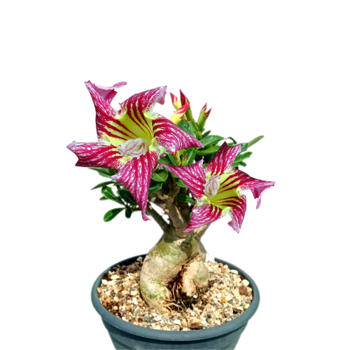 ������ ������ ������������ ������ ������� Pam Pam ����