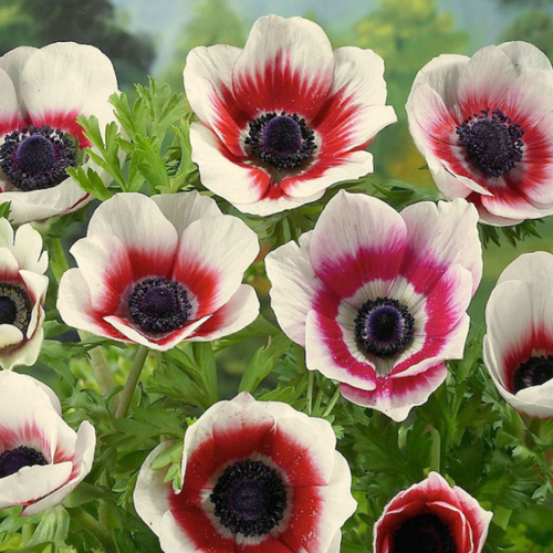 ������ ������ �������� ������, chipollino flowers, ������� BICOLOR (10 �������) ����