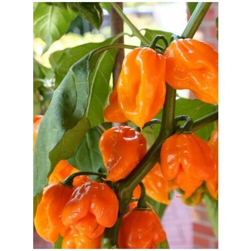 ������ ������ ������ ������ ����� Trinidad Scorpion orange, 5 ���� ����