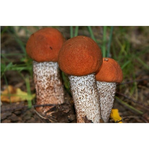 ������ ������ ������� ����� ����������� ����