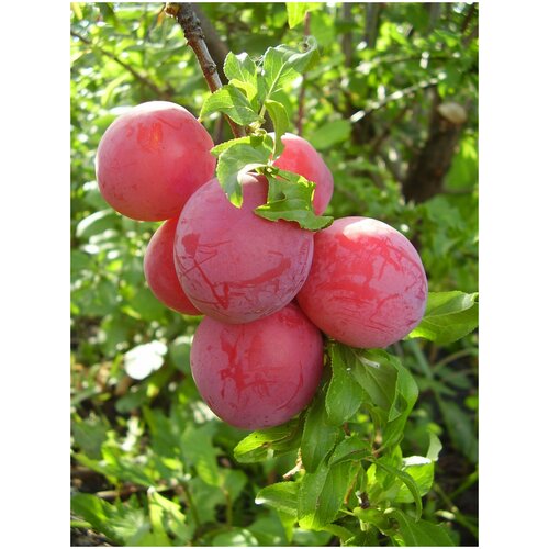 ������ ������ ����� ����������� �7 ����