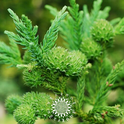 ������ ������ ������ ����������� �������� (���. Cryptomeria japonica) 50 �� ����