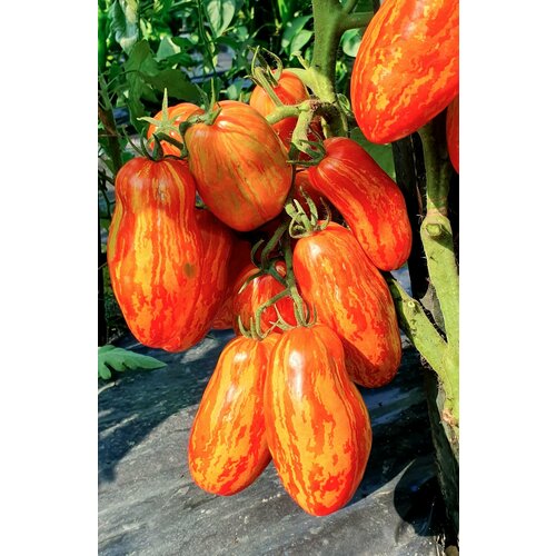 ������ ������ ������ ����� ����������� ��������� (Pepper like Striped) / Seeds And Goods / � �������� zip-lock ��� ���������� 10 ����� ����