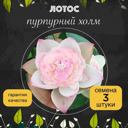 ������ ������ ����� ����������� 