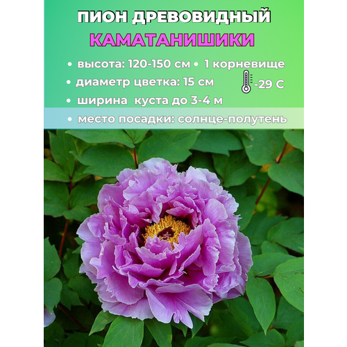 ������ ������ ���� ����������� ������������, ������� 1 ����� ����