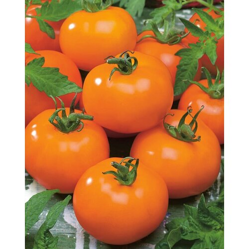 ������ ������ ����� ������ 5�� (���� ������) ����