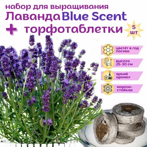 ������ ������ ������� ��� ����� ����������, ������ + �������� ��������, 5 ��, ����� ��� ����������� ����