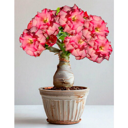 ������ ������ ������������ ������ ������� Wanida 3 ��. ����