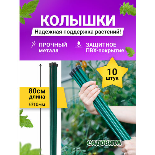 ������ ������ ������� ��������, ������, ���, 80��, �������� 10 �� ����