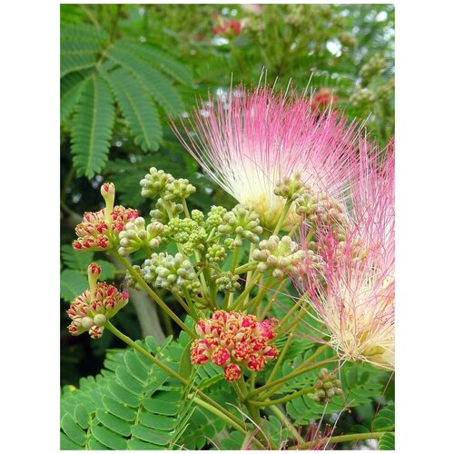 ������ ������ ������ ������ �������� (Albizia julibrissin), 10 ���� ����