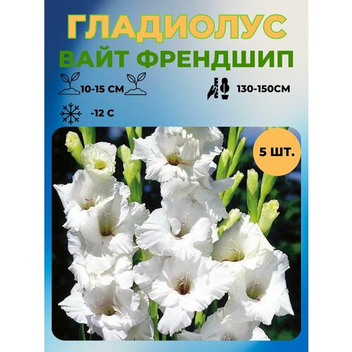 ������ ������ ��������� �������� 5 ��. ����