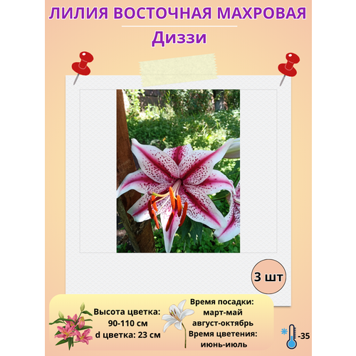 ������ ������ ����� ��������, ��������� �����, ����������� ����� ����