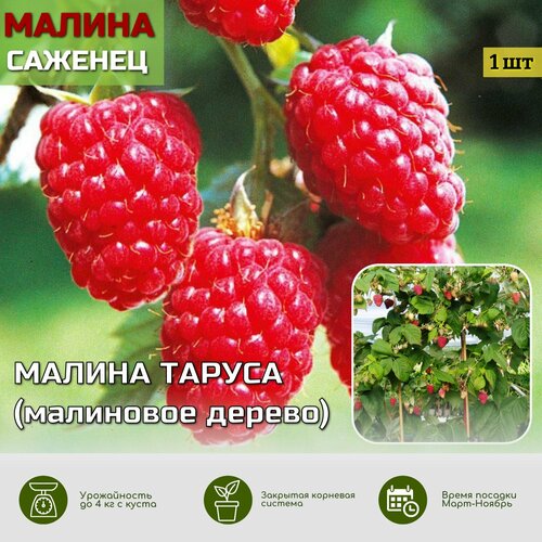 ������ ������ ��������� ������ ������ ������� ��� ����