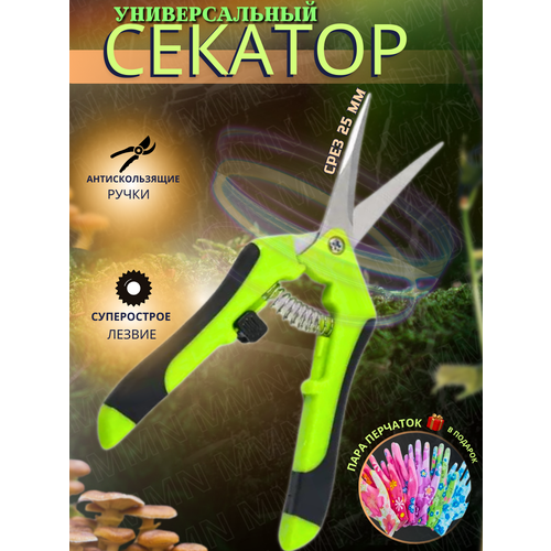 ������ ������ ������� ������� ����